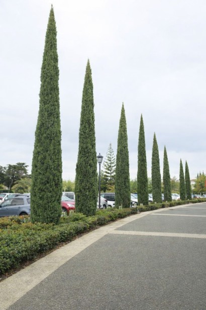 Кипарис вічнозелений Totem посадка